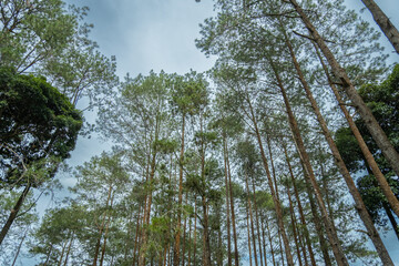 Towering pine trees rise toward the cloudy sky, captured from below to show their height and dense canopy in a calm forest.