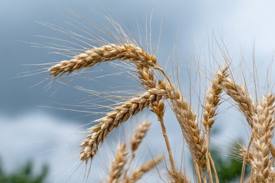 Close-up of ripe wheat heads against a cloudy sky
