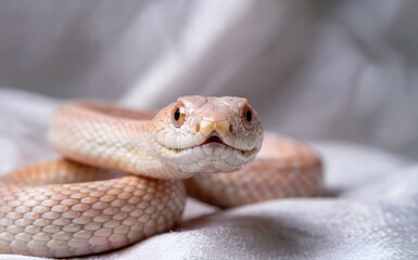 Obraz premium Captivating close-up of a pale albino corn snake coiled elegantly on a soft white fabric, its striking orange eyes and textured scales creating a mesmerizing portrait of reptilian beauty and intrigue.