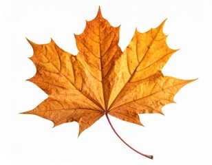 Fototapeta premium High Resolution Isolated Autumn Dry Maple Leaf