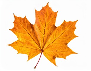 High Resolution Isolated Autumn Dry Maple Leaf