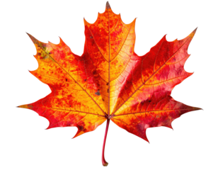 Close-up autumn leaf