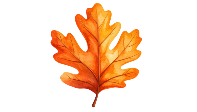 Autumnal oak leaf illustration (5)