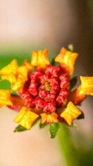 Close-up of a vibrant flower cluster, with orange and red petals in a symmetrical pattern