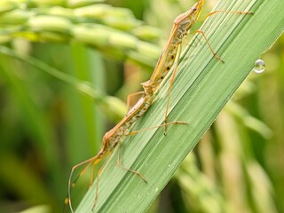 Leptocorisa oratorius rice bug macro photography