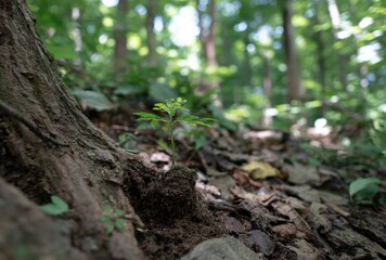 Obraz premium A tiny green plant sprouts from soil near a tree trunk in a soft-focus forest, sunlight dappling through the leaves above