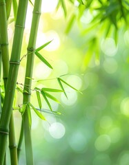 Lush bamboo stalks with delicate leaves against a blurred backdrop of bokeh and vibrant green foliage create a peaceful, natural scene