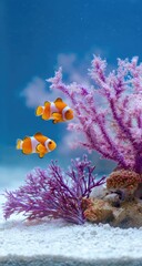 Two vibrant clownfish swim gracefully among purple coral reefs in a clear aquarium.