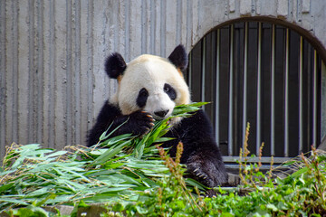 Obraz premium Adorable Giant Panda Collection at Sichuan Wolong National Nature Reserve 