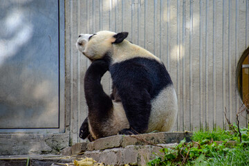 Adorable Giant Panda Collection at Sichuan Wolong National Nature Reserve 