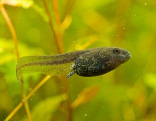 Tadpole swimming in aquatic vegetation