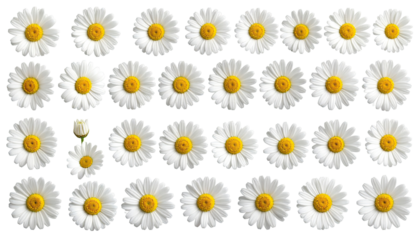A grid pattern of daisies