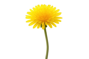 Naklejka premium Vibrant yellow dandelion flower standing tall on transparent background