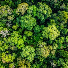 An overhead shot reveals the lush green canopy of a tropical forest, a dense tapestry of trees from a high vantage point