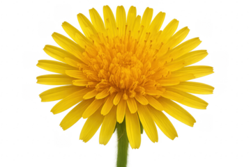 Vibrant Yellow Dandelion Blooming with Transparent Background