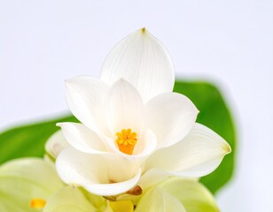 Obraz premium Beautiful flower concept inflorescence of white pathumma or siam tulip isolated on grey background 3
