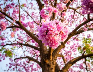 Obraz premium Pink blossoms on a tree