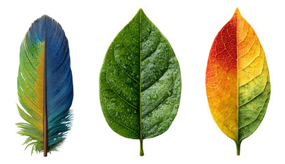 Vibrant Colorful Leaves and Feather on Transparent Background
