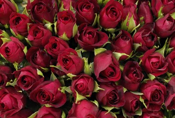 A cluster of lush, deep red rose buds with hints of green leaves, creating a visually dense & romantic natural tapestry of floral beauty