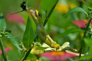 lizzard in the garden