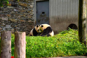 Adorable Giant Panda Collection at Sichuan Wolong National Nature Reserve  © 腾冲猪猪侠