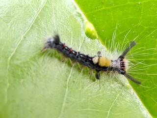 Macro Photograph of Caterpillar Orgyia sp. on Green Leaf