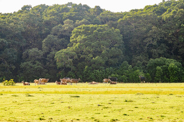 Javan Bull in the National Park