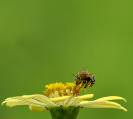 bee on flower