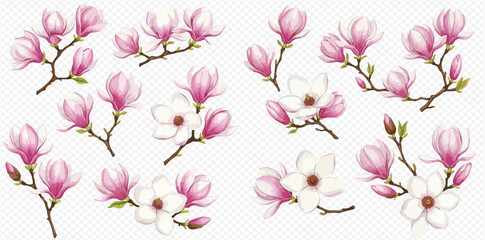 A beautiful collection of isolated magnolia branches with delicate pink and white flowers and buds in various stages of bloom.