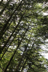 Evergreen trees in natural forest background. Trees with lush green leaves in summer.