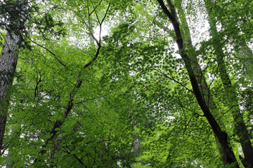 Lush green leaves of Acer Palmatum, Japanese Maple tree in a sunny day. Trees with foliage in natural summer forest background.