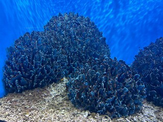 blue sea salt