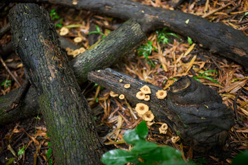 Lentinus crinitus mushrooms growing on fallen logs in El Palmar National Park, Entre Rios,...