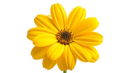 Close-up of a bright yellow flower