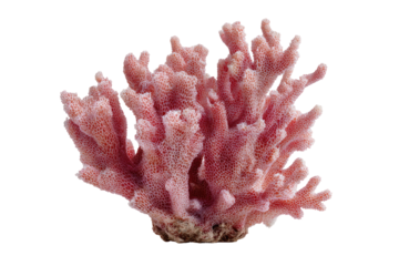 Close-up of a vibrant pink coral, branching structure