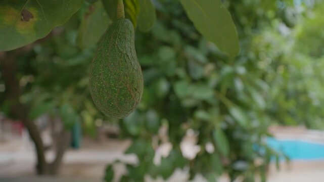 Young Avocado Fruit on Tree Branch in Queretaro Mexico 545
