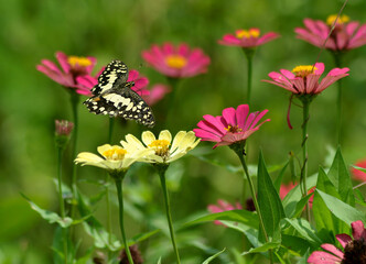 butterfly on a flower