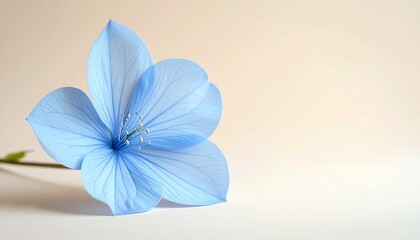 下端に配置されたツイーディアの花と清潔感のあるシンプルデザイン
