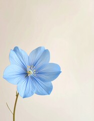 下端に配置されたツイーディアの花と清潔感のあるシンプルデザイン
