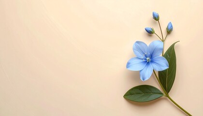 下端に配置されたツイーディアの花と清潔感のあるシンプルデザイン
