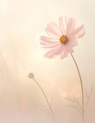柔らかな光に包まれたコスモスの花とミニマル背景デザイン
