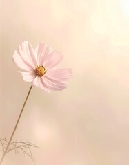 柔らかな光に包まれたコスモスの花とミニマル背景デザイン