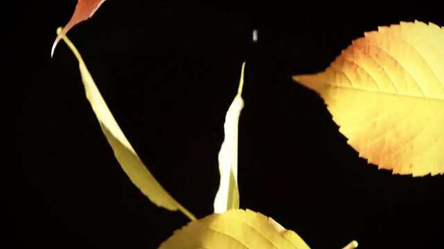 Falling leaves isolated on black background.  Generative Ai.