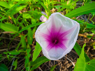 purple and white flower in the field, morning glory or water spinach flower.