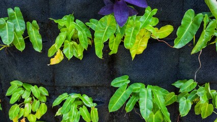 Rows of ornamental plants with red, purple, and green leaves growing in an organized garden bed with black soil covering.
