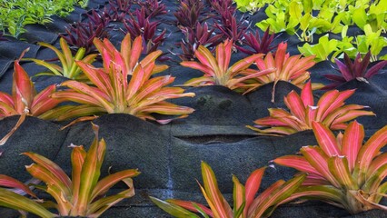 Rows of ornamental plants with red, purple, and green leaves growing in an organized garden bed with black soil covering.
