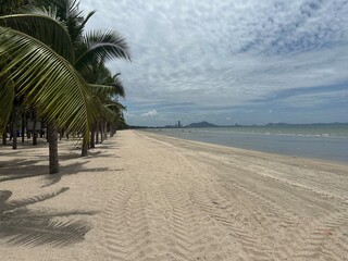 palm trees on the beach