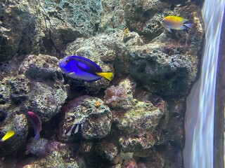 coral reef with fish