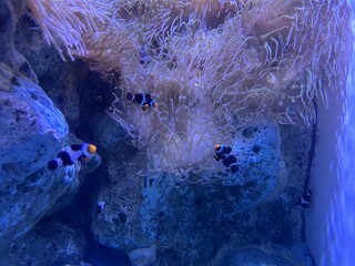 fish in aquarium