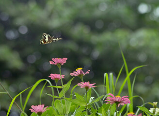 butterfly on a flower